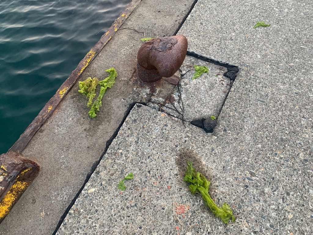 釣果 新潟県 笠島魚港でマダコを4杯釣り上げた話 Ten Log